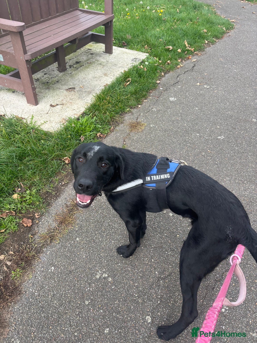 Goldador dogs for sale: Goldador for sale  - Advert 3