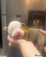American Bully Puppy 3