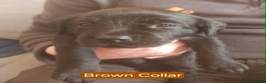 Labrador Retriever Puppy 1 - RESERVED
