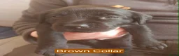 Labrador Retriever dogs for sale: 1 KC Registered Labrador left -READY TO LEAVE - Advert 6