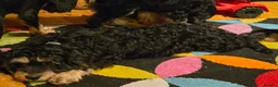 Cavapoo dogs for sale: Cavalier king Charles puppies 9 weeks old - Advert 4