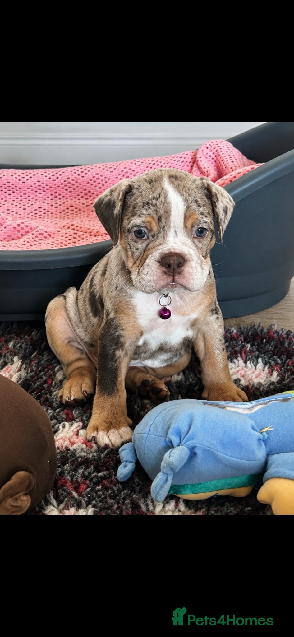 Dorset Olde Tyme Bulldogge dogs ⭐️olde English bulldog puppies ⭐️ - Advert 2