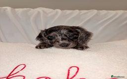 Mixed Breed dogs for sale: Daxipoo - Image 10