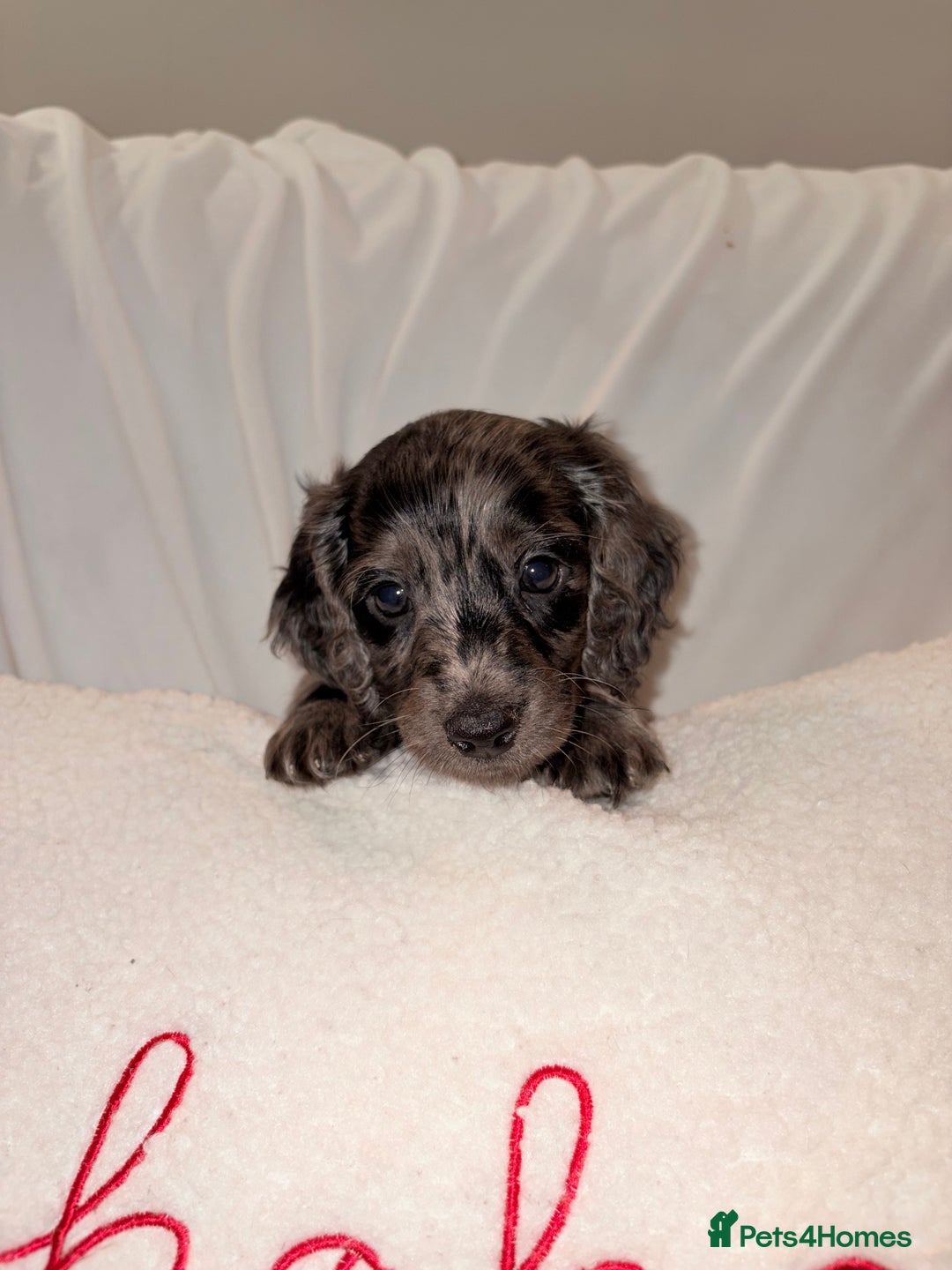 Mixed Breed dogs for sale: Daxipoo - Image 10