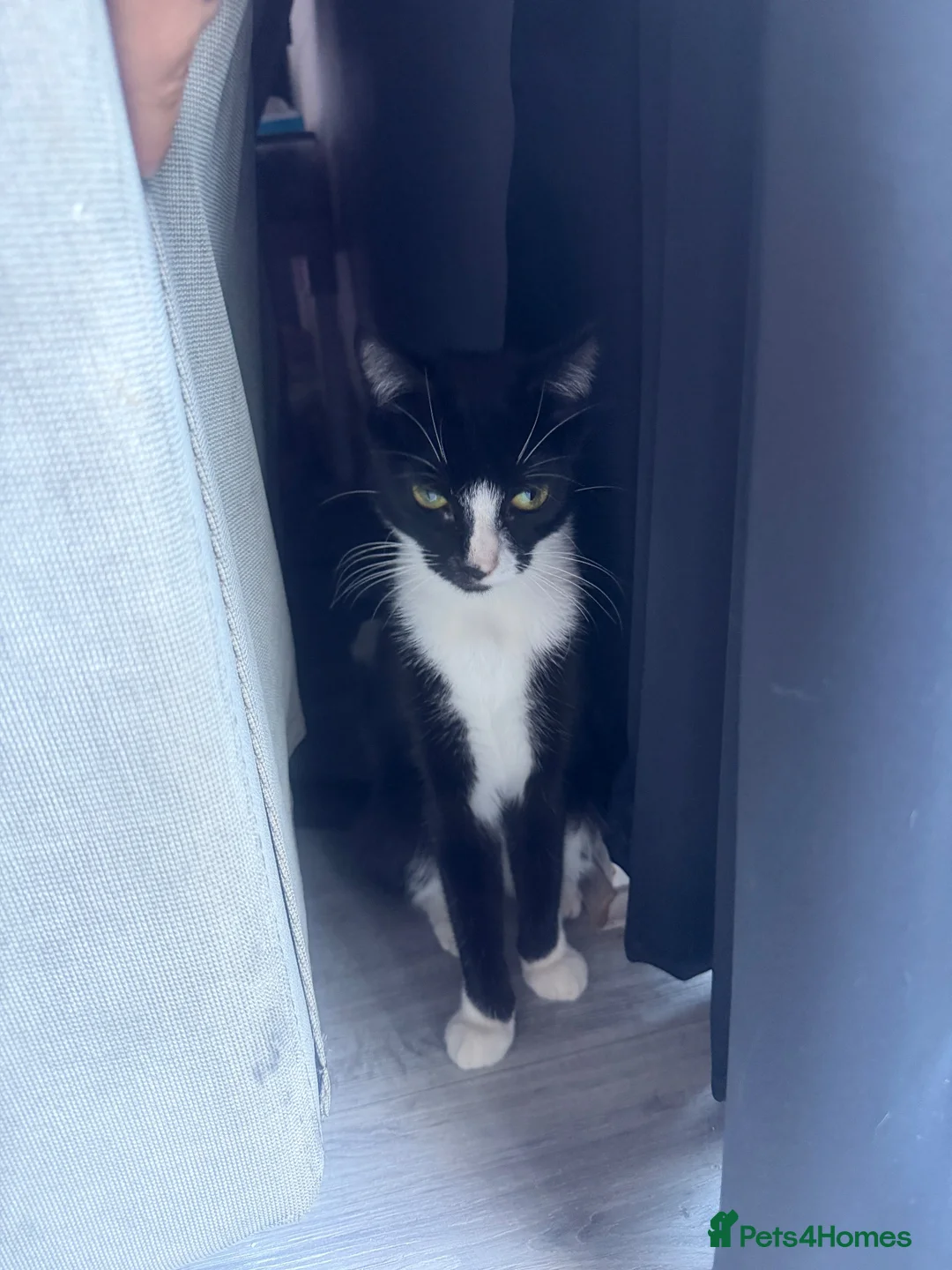 Mixed Breed cats for sale: 2 beautiful boys  - Advert 1