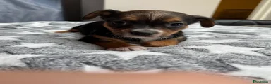 Chorkie 4
