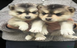 Pomsky dogs for sale: Stunning F4 Pomskies - Image 7