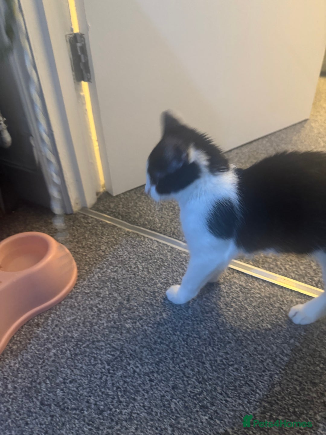 Mixed Breed cats for sale: Very loving and cuddly kitten - Advert 8