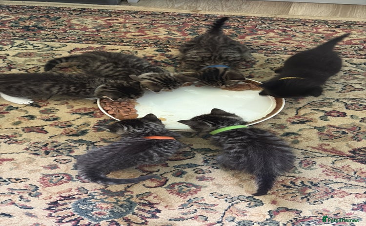 Siberian cats - Advert 1