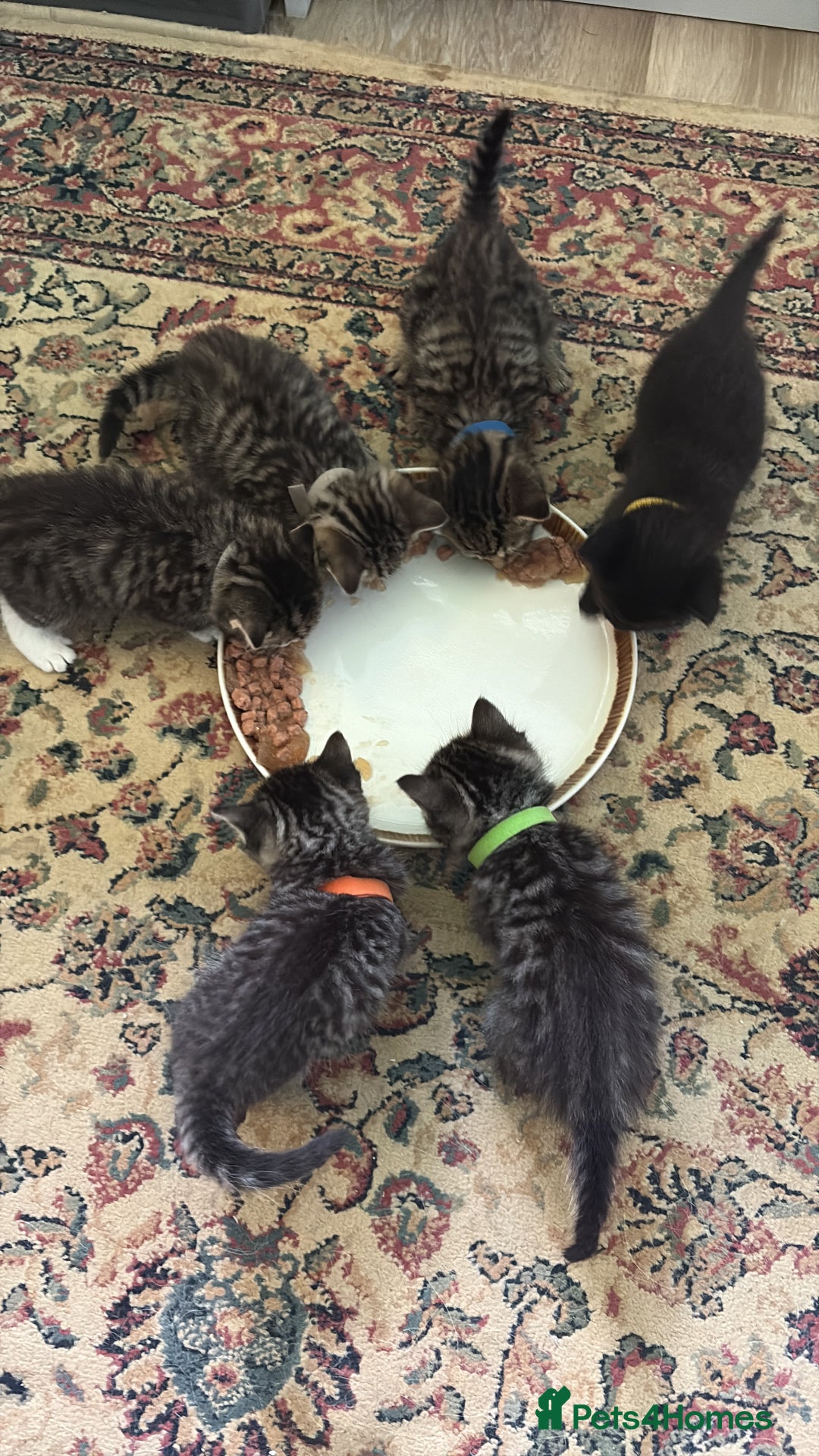 Siberian cats for sale: Half Siberian kittens - Image 1