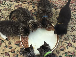 Siberian cats - Advert 3