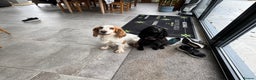 Cocker Spaniel dogs for sale: Beautiful cocker spaniels (working) - Advert 3