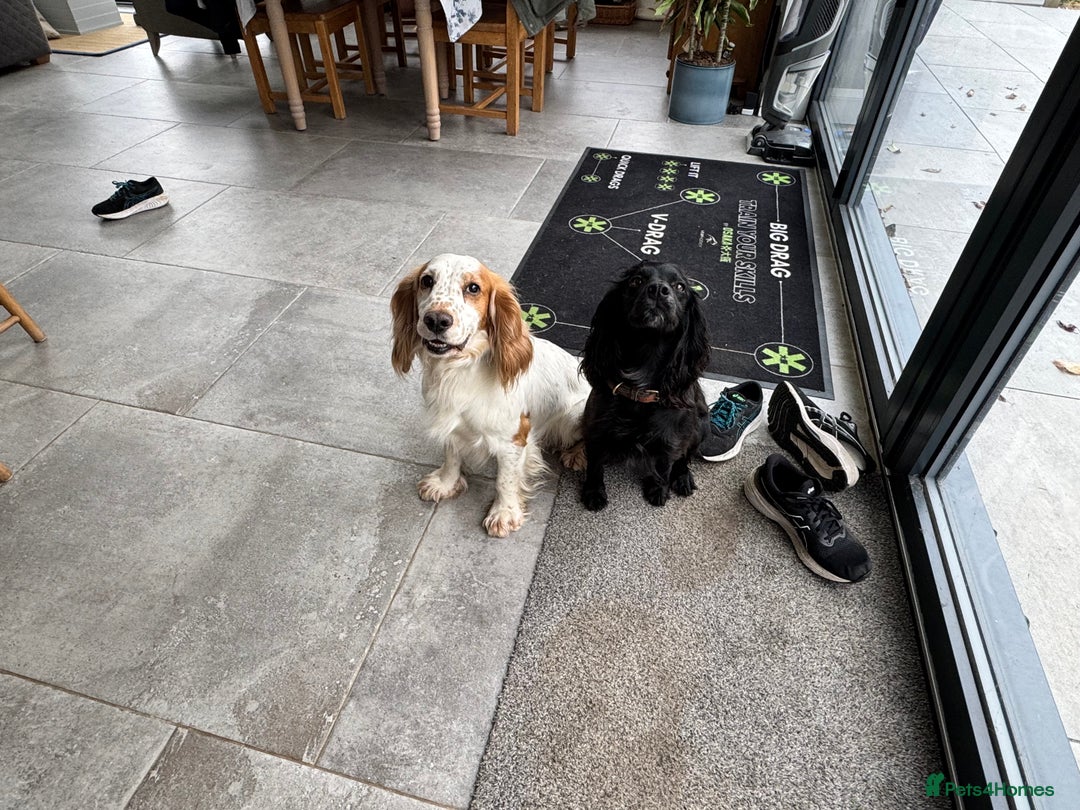 Cocker Spaniel dogs for sale: Beautiful cocker spaniels (working) - Advert 3