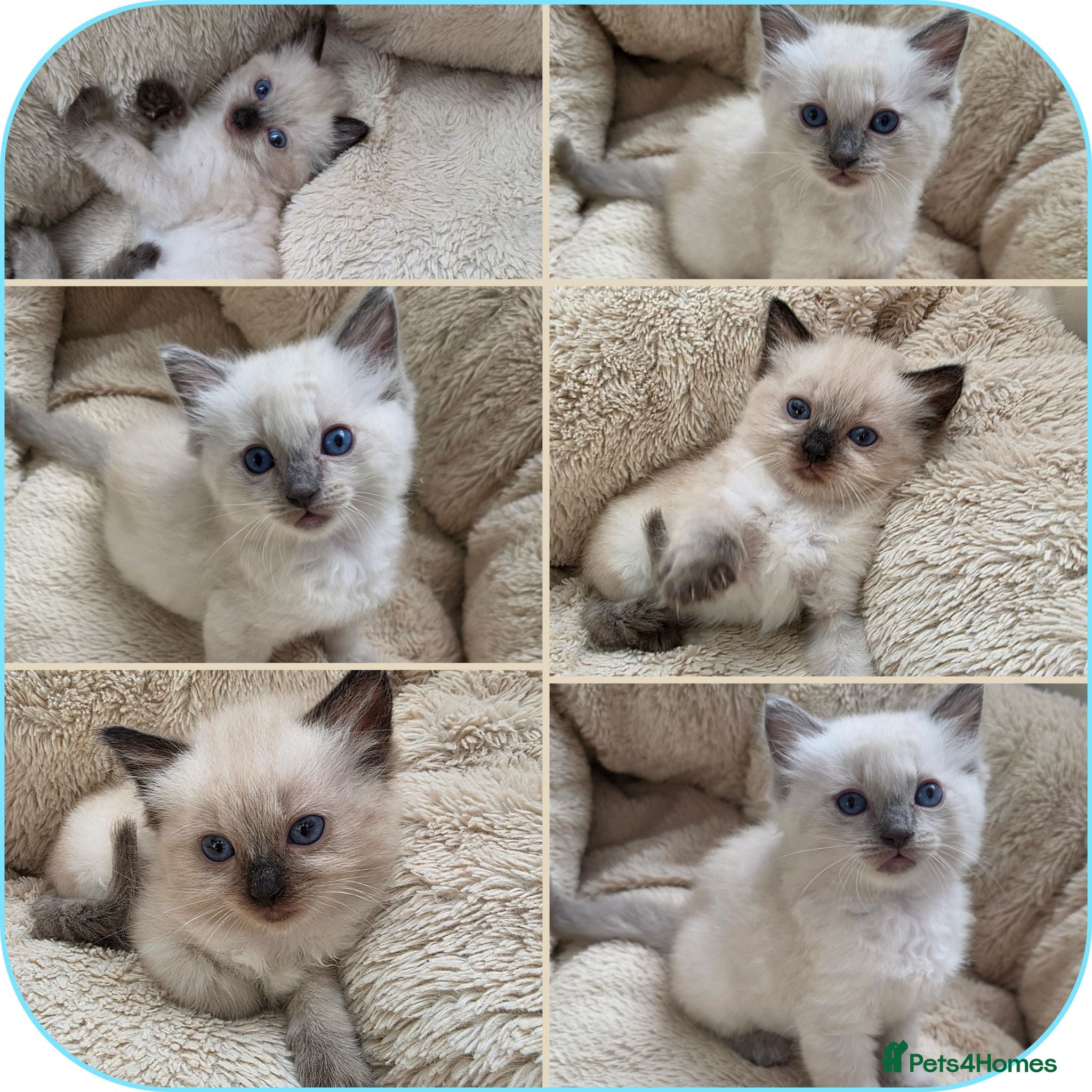 Ragdoll cats Ragdolls kittens.Ready for pickup now😻🙀 - Advert 2