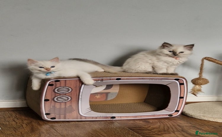 Ragdoll cats - Advert 10