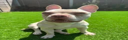 French Bulldog dogs for sale: Honey French bulldog  in Gravesend - Advert 4