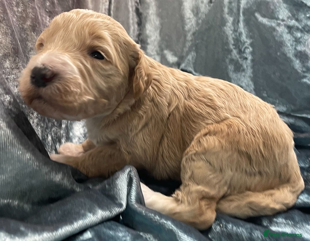 Labradoodle dogs for sale: Labradoodles for Sale! - Image 22