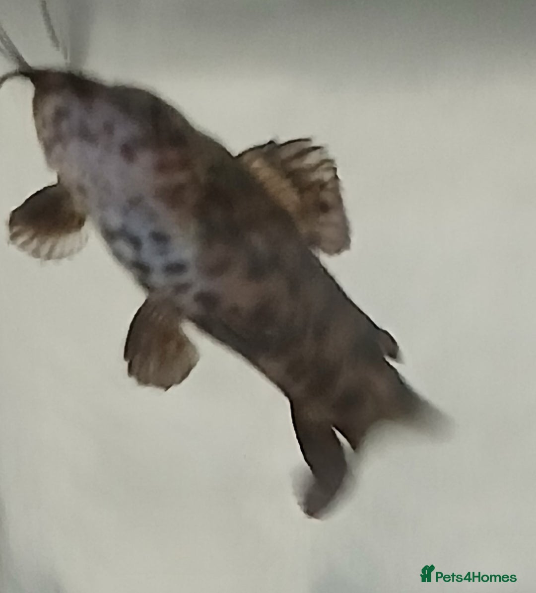 Catfish fish for sale: Hoplo Catfish needing new home - Advert 2