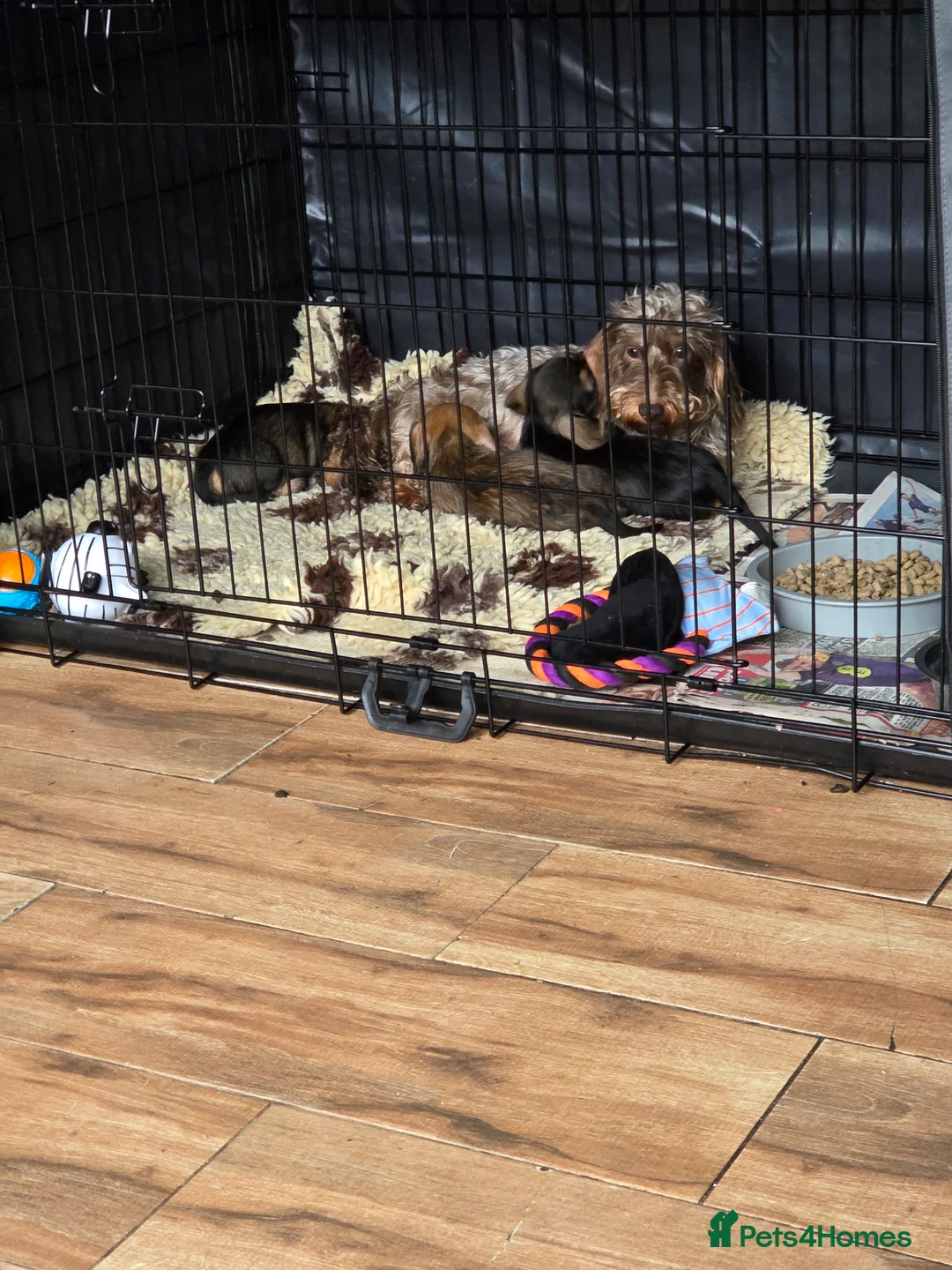 Miniature Dachshund dogs for sale: Wired haired miniature daschunds  - Advert 1