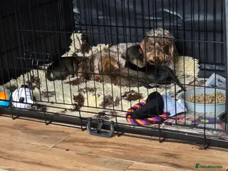 Miniature Dachshund dogs Wired haired miniature daschunds - Advert 2