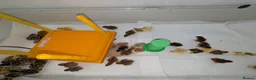 Chickens poultry for sale: Pekin Bantam & Quail chicks - Advert 4