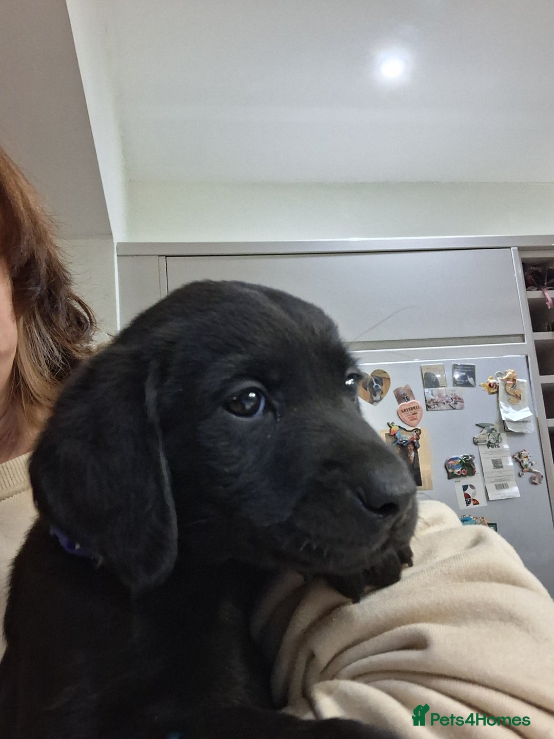 Labrador Retriever dogs for sale: **LAST PUPPY, READY NOW** - Advert 3