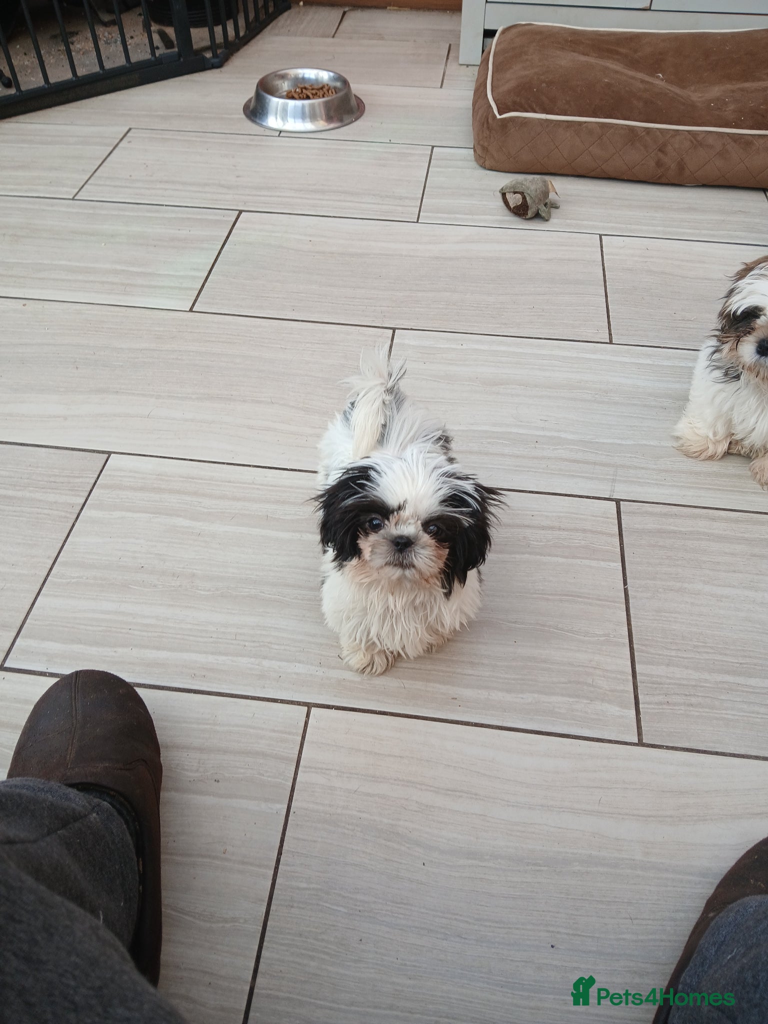 Shih Tzu dogs Last boy black and white Shih-tzu boy puppies  - Advert 12