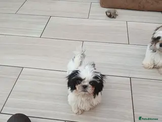 Shih Tzu dogs Last boy black and white Shih-tzu boy puppies - Advert 12