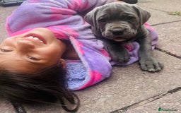 Boerboel dogs for sale: Last boerboel puppy (blue girl , ready now) - Image 3