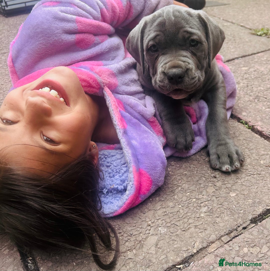 Boerboel dogs for sale: Last boerboel puppy (blue girl , ready now) - Image 3