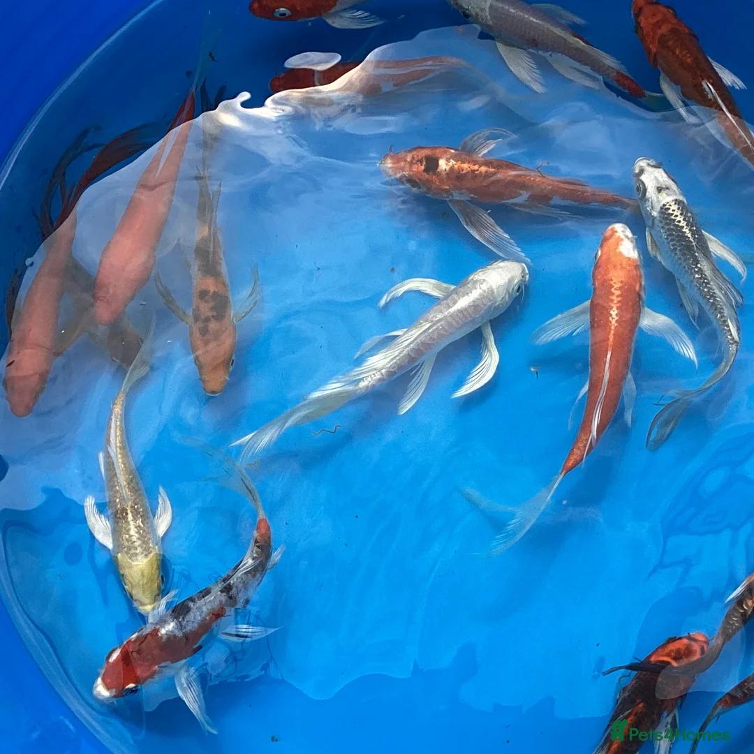 Koi Carp fish for sale: Large Selection of Koi and Butterfly Koi Carp - Advert 3