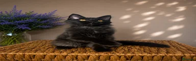 Maine Coon Kitten 5