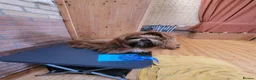 Shih Tzu dogs for sale: royal kennel club registered standard shih tzu pup - Advert 6