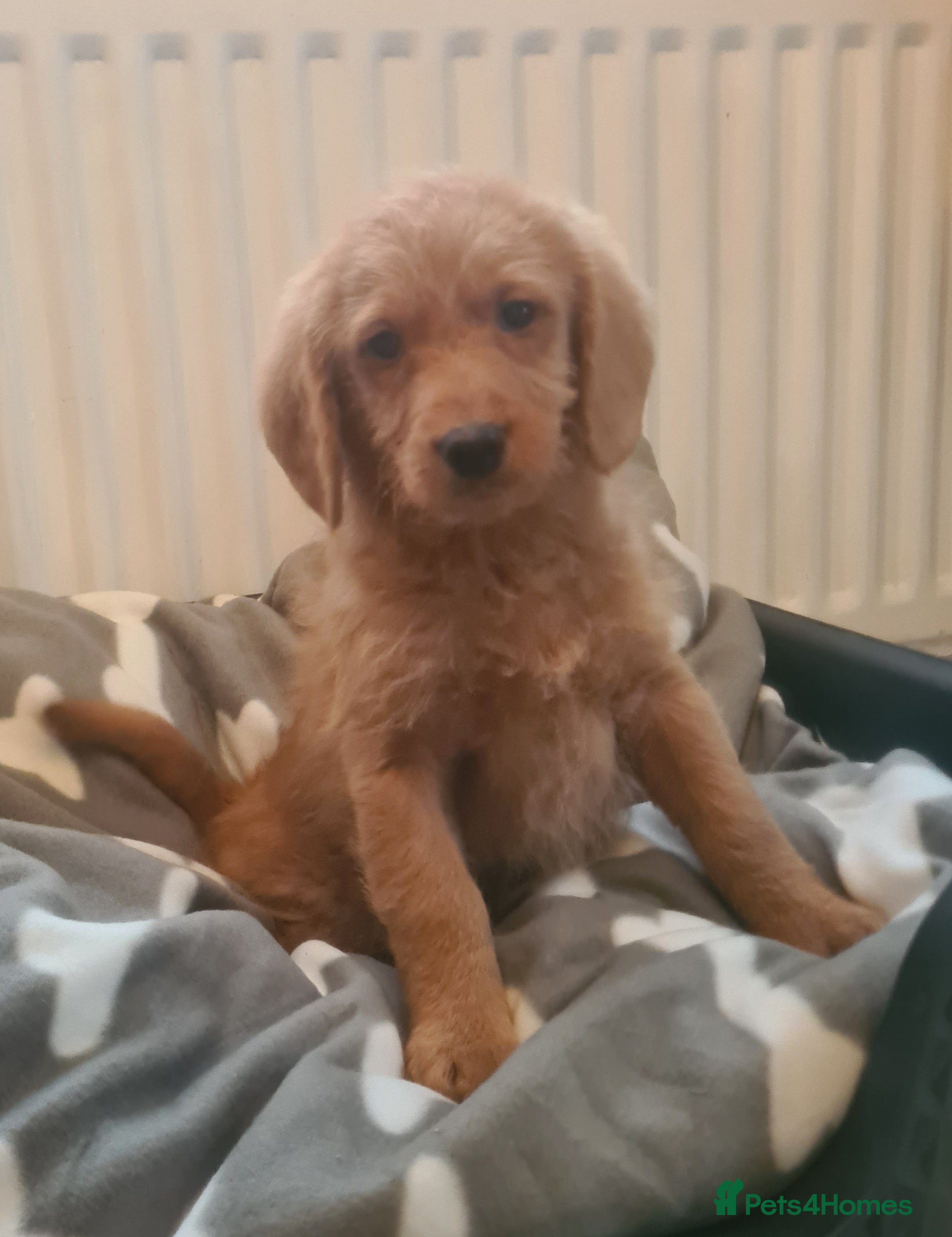 Labradoodle dogs  Beutifull F1 labradoodle puppies  - Advert 16