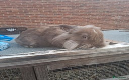 Mixed Breed rabbits for sale: Rabbits, guinea pigs and gerbil  - Image 3