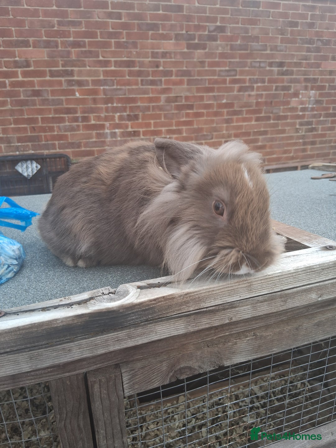 Mixed Breed rabbits for sale: Rabbits, guinea pigs and gerbil  - Image 3