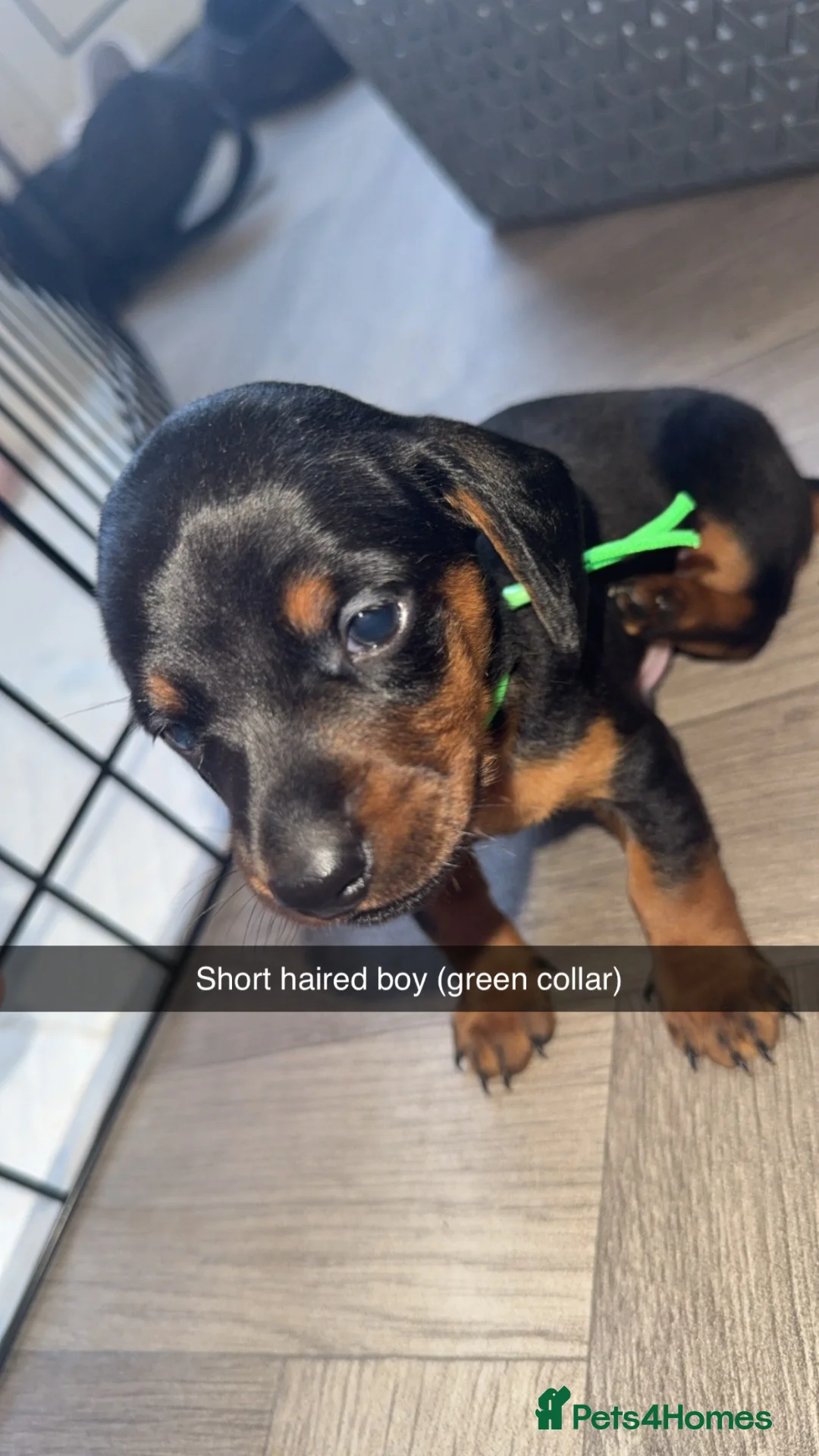 Miniature Dachshund dogs for sale: Miniature dachunds  in Tipton - Advert 3