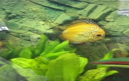 Discus fish for sale: Discus,  Well grown discus fish  - Image 8