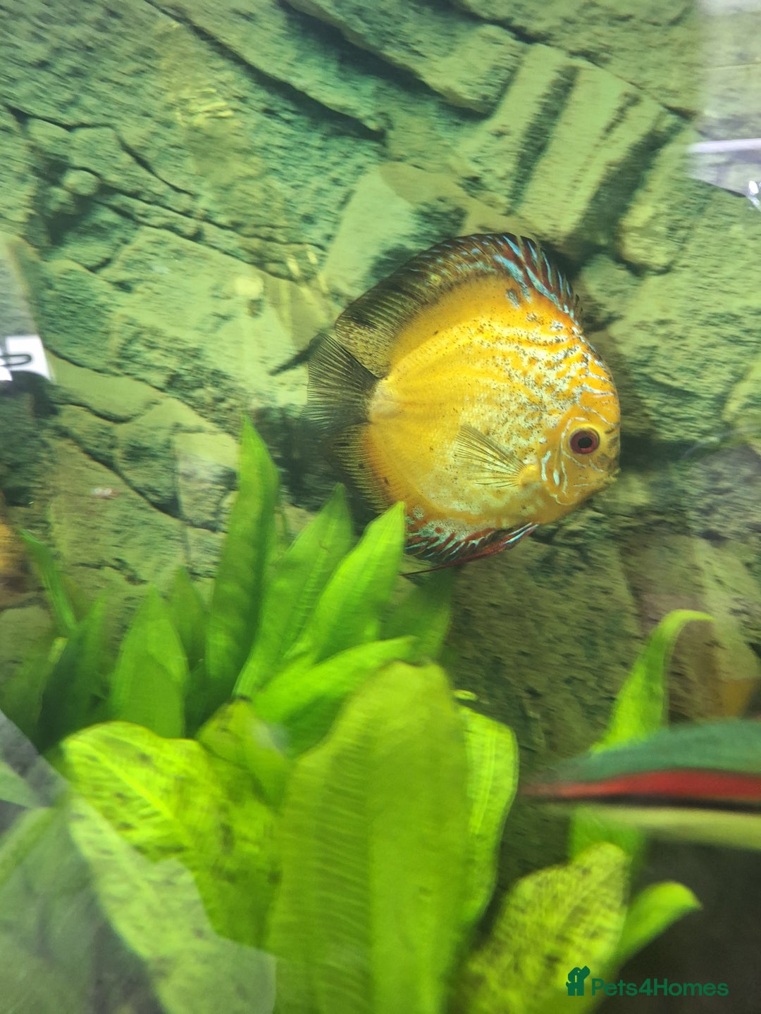 Discus fish for sale: Discus,  Well grown discus fish  - Image 8
