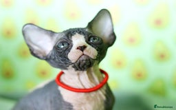 Sphynx cats for sale: Bloodline Sphynx Kittens  - Image 28
