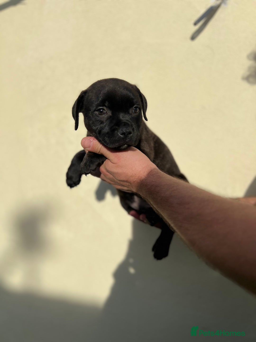 Staffordshire Bull Terrier dogs for sale: Gorgeous black brindle Staffy pups KC - Image 13