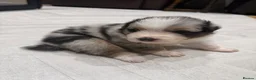 Australian Shepherd dogs for sale: Australian Shepherd Puppies - Advert 14