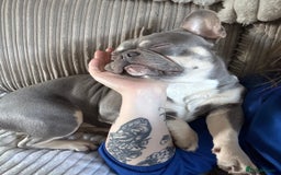 French Bulldog dogs for stud: French Bulldog For stud! KC Registered  in Chester - Image 5