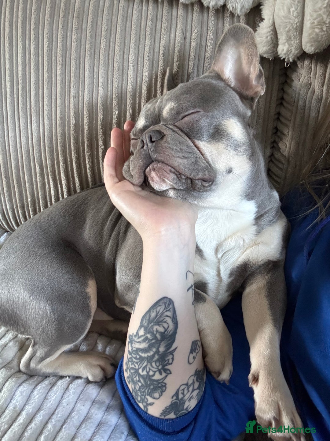 French Bulldog dogs for stud: French Bulldog For stud! KC Registered  in Chester - Image 5