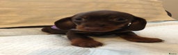 Dachshund dogs for sale: Beautiful miniature dachshund  - Advert 4