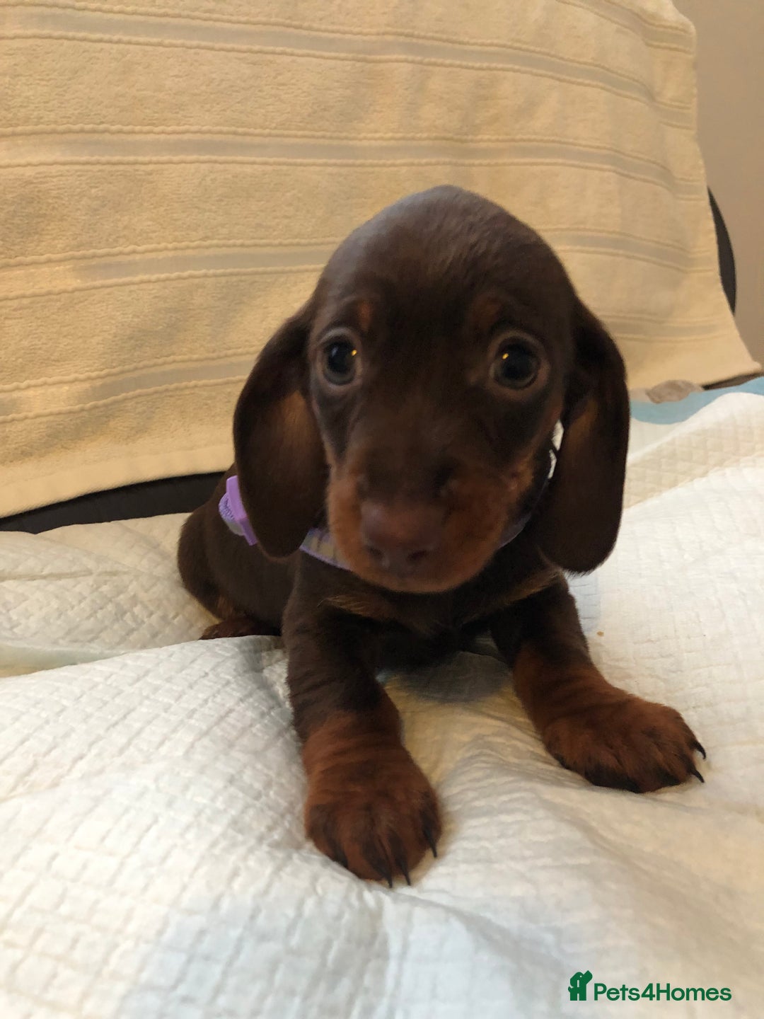 Dachshund dogs for sale: Beautiful miniature dachshund  - Advert 4