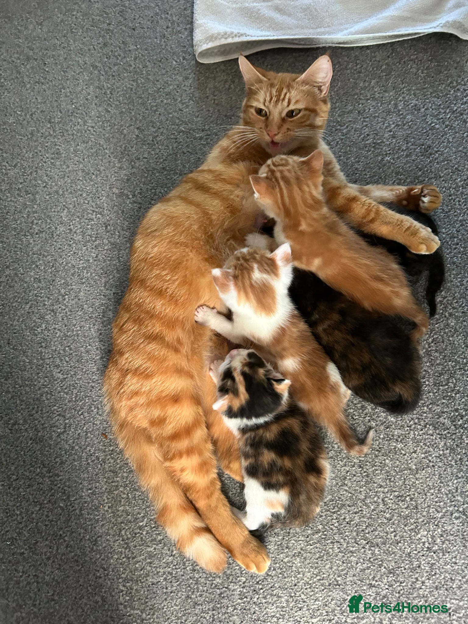 Mixed Breed cats for sale: Kittens for sale READY NOW in Brandon - Advert 1