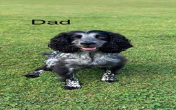 Cocker Spaniel dogs for sale: Cocker Spaniel pups for sale  - Image 14