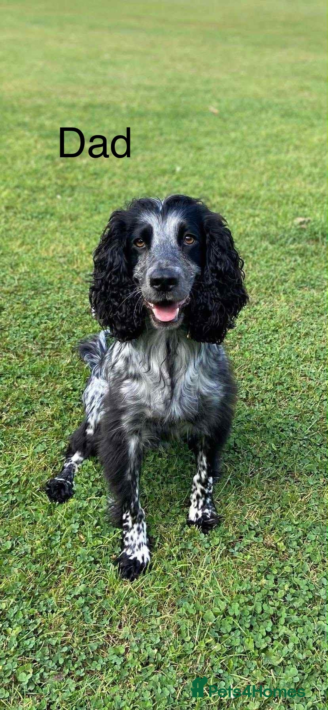 Cocker Spaniel dogs for sale: Cocker Spaniel pups for sale  - Image 14