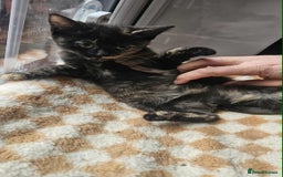 British Shorthair cats for sale: Stunning British Shorthair Kittens Ready Now! - Image 4
